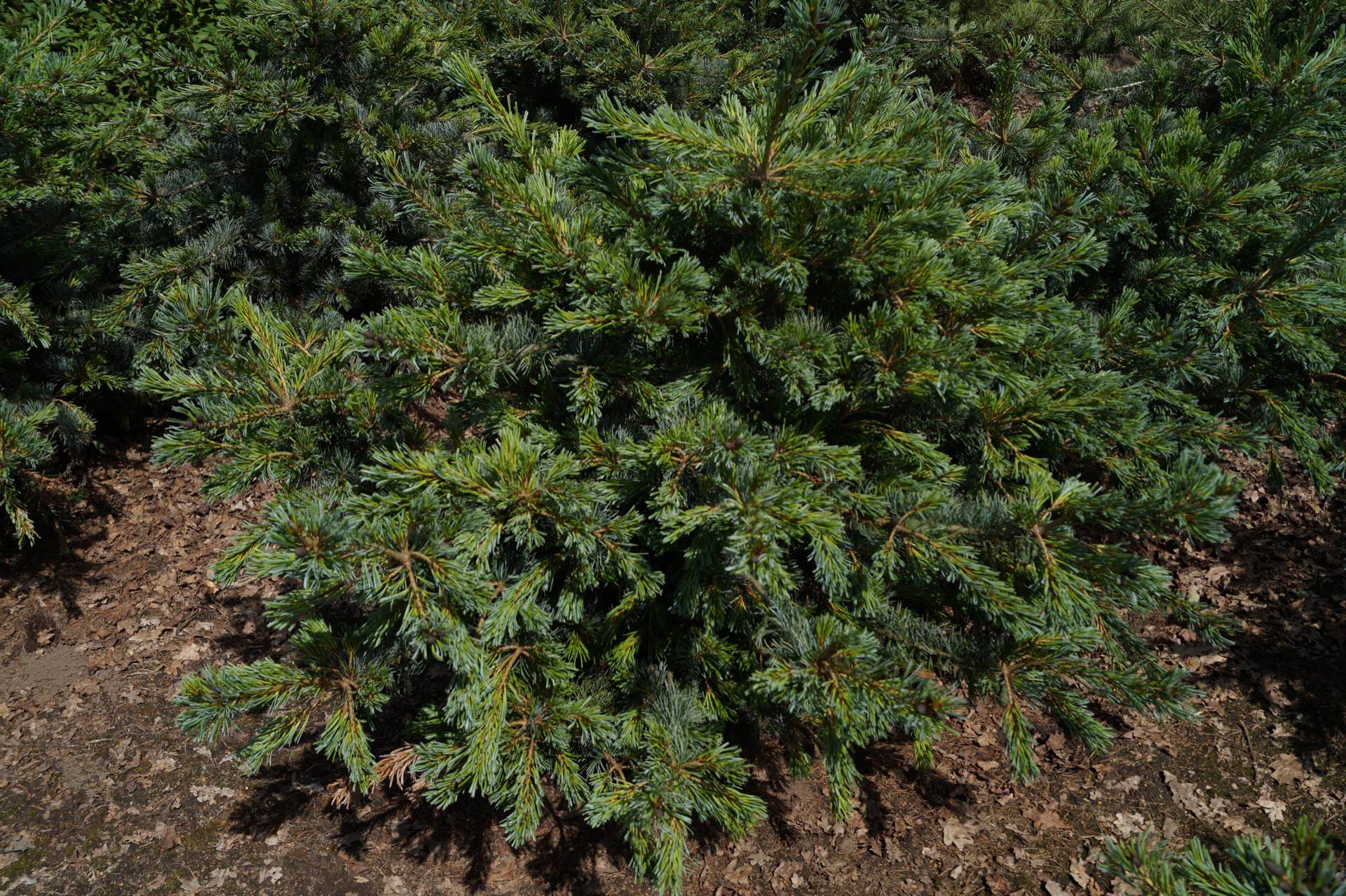 Pinus parviflora Glauca_04